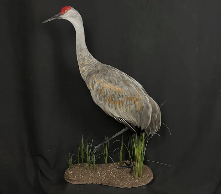 Standing Sandhill Crane Mount With Scenery