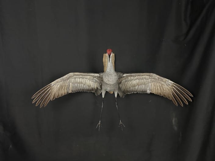 Cupped And Committed Sandhill Crane Mount