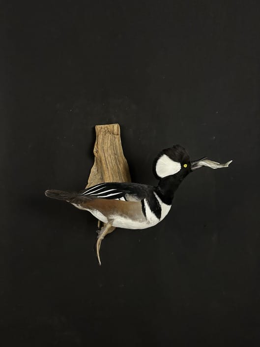 Hooded Merganser Mount With Fish In Mouth