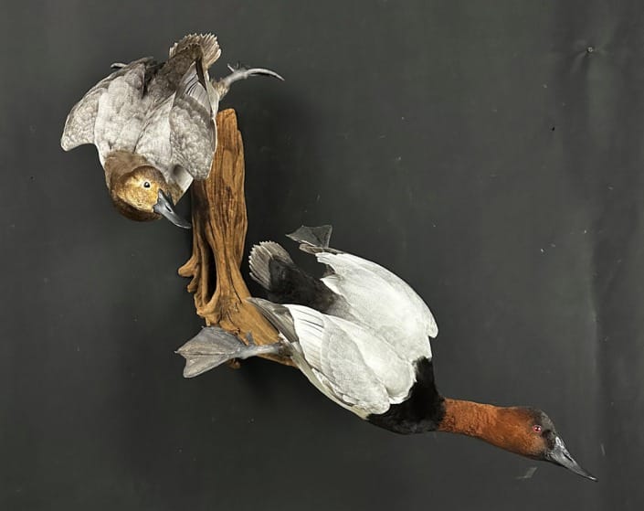 Pair Of Drake and Hen Canvasback Duck Mount