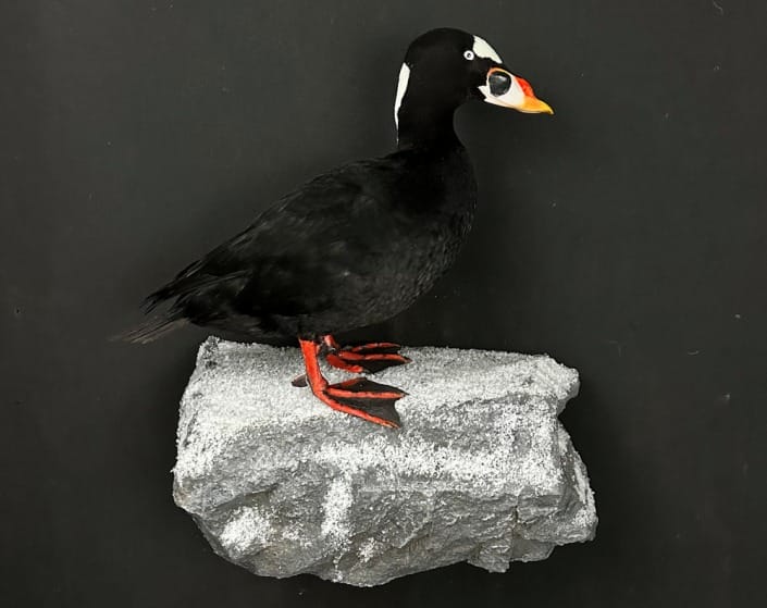 Sea Duck Mounts